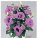 Eustoma Rosie-07lilack