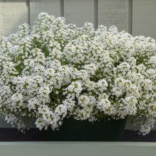 Alyssum North Face White.