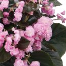 Begoniafiona-Pink-1