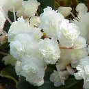 Begonia_semperflorensfionavayt