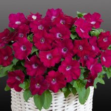 Petunia_Gioconda_Fuchsia