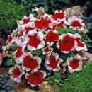 petunia-donna-red-picotee-1