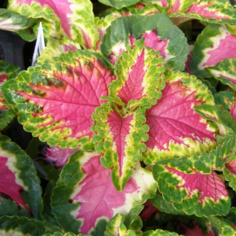 coleus-wizard-rose