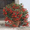 begonia-boliviensis-red2