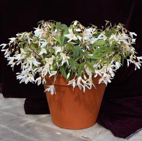 begonia-boliviensis-white2