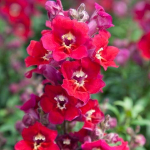 Antirrhinum_Antiquity_Red_360_360_c1_c_c_0_0