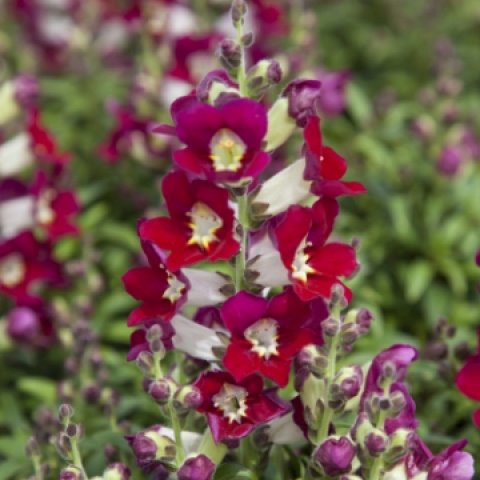 Antirrhinum_Antiquity_Red_Bicolour_360_360_c1_c_c_0_0