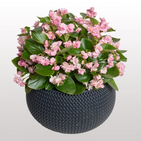 begonia-semperflorens-flowerball-pink