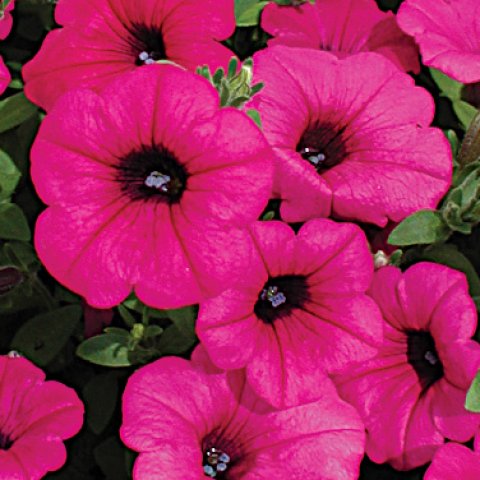 petunia-hybrida-1