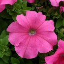 Petunia-Prism-Pink