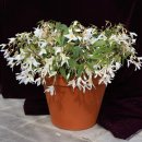 begonia-boliviensis-white2