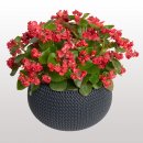 begonia-semperflorens-flowerball-red