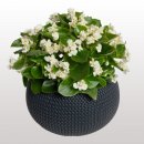 begonia-semperflorens-flowerball-white