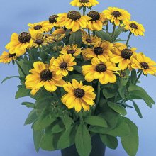 Rudbeckia_hirta_Toto_Gold