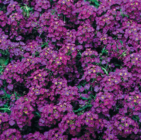 wonderland_dip_purplealyssum