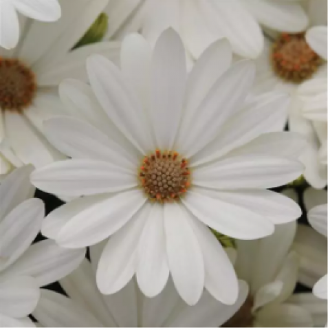 Остеоспермум АKILA White Daisy - 3 шт.