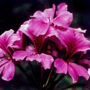 pelargonium_decora07