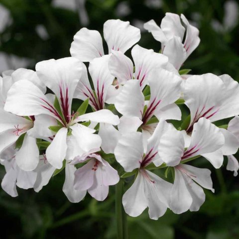 pelargoniya_Tornado_White