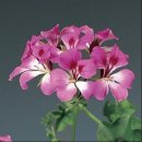 pelargoniya_Tornado_Bicolor_Duet