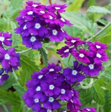 verbena-ampelnaja-obsession-cascade-purple-with-eye