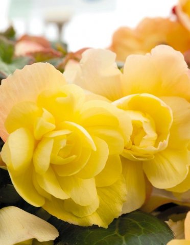 begonia-illumination-lemon