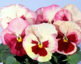 pansy_acquarelle_strawberry_orchid
