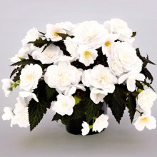 white-c8250-10