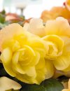 begonia-illumination-lemon