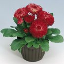 bellis-perennis-roggli-red-d3300-1