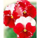 виола-desiderio-orchid