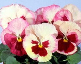 pansy_acquarelle_strawberry_orchid