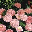 bellis-perennis-tasso-pink-d2630-1