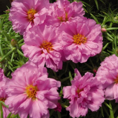 portulaca-grandiflora-stopwatch-rose-u1370-2