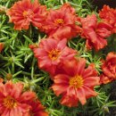 portulaca-grandiflora-stopwatch-scarlet-u1380-2