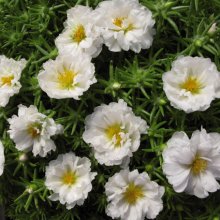 portulaca-grandiflora-stopwatch-white-u1400-2