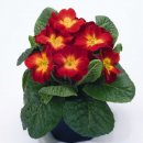 primula-elatior-piano-fire-u4500-3