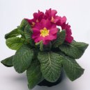 primula-elatior-piano-rose-u4490-1