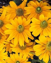 rudbekiyaamarilogold