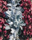 senecio-cineraria-new-look-v4601-3