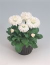 bellis-perennis-roggli-white-d3380-1