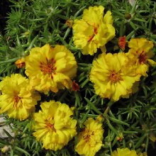 portulaca-grandiflora-stopwatch-yellow-u1420-2