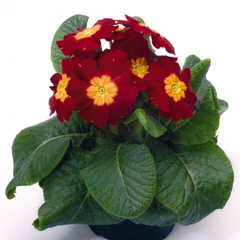 primula-elatior-piano-red-u4530-1