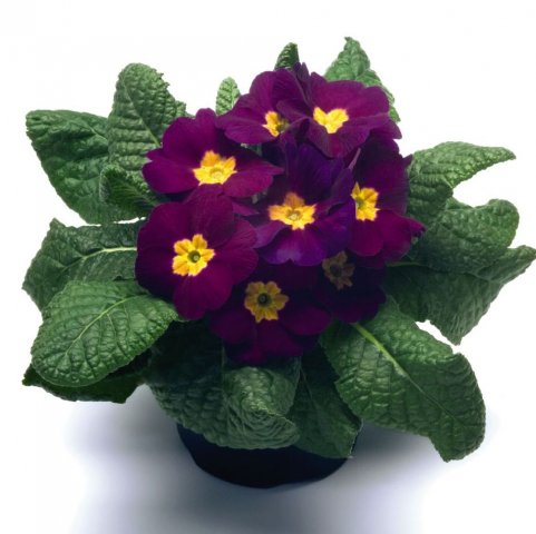 primula-elatior-piano-violet-u4510-2