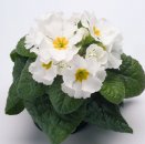 primula-elatior-piano-white-u4520-1