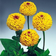 zinnia-elegans-oklahoma-golden-yellow-y1831-1