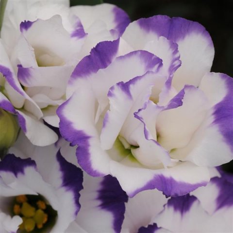 eustoma_avs_blu_rimb