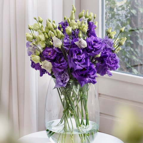 full_lisianthus-alissa