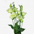 full_lisianthus-alissa-2-green