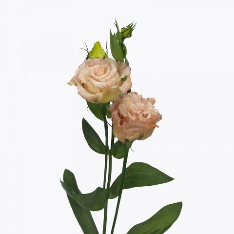 full_lisianthus-alissa-2-light-apricot