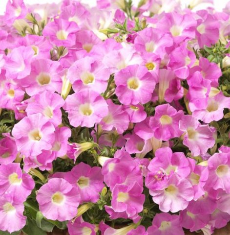 Petunia_Baby_Gioconda_Pale_Rose1